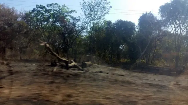 Une forêt détruite en Casamance