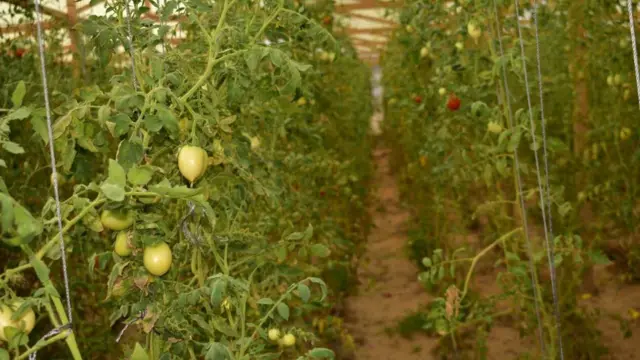 Yaanyo ka baxday guri gudahii