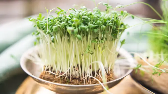 Ростки водяного кресса