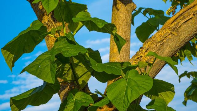 Павловнія: як дерево-суперзірка вторглося в Україну - BBC News Україна