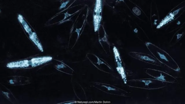 छोटे जीव