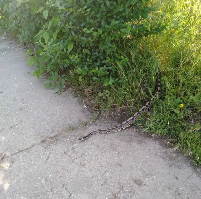 Питон у Суботици