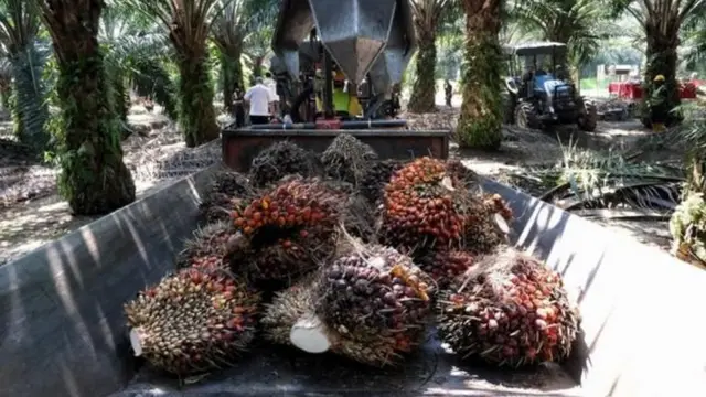 पाम तेल की कटाई