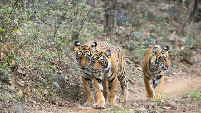 Três tigres caminham em meio à vegetação