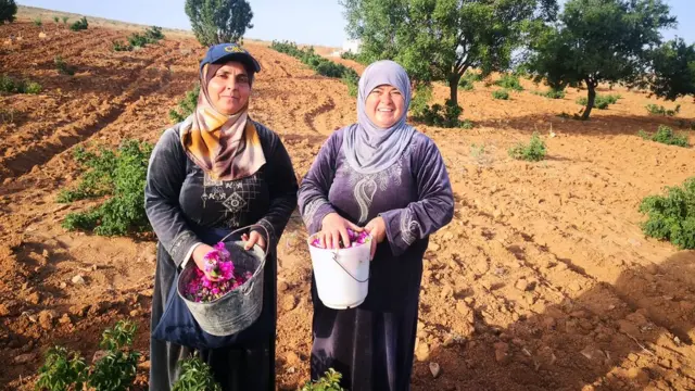 الوردة الدمشقية