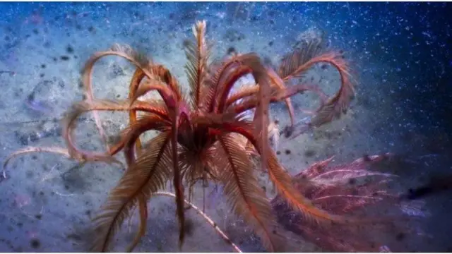 Sebuah lili laut 'menari' di kedalaman laut Antarctic Sound.