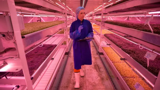 Подземная ферма