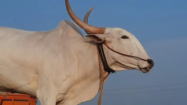 हरण्या बैल