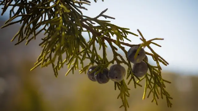 صنوبر کا پودا