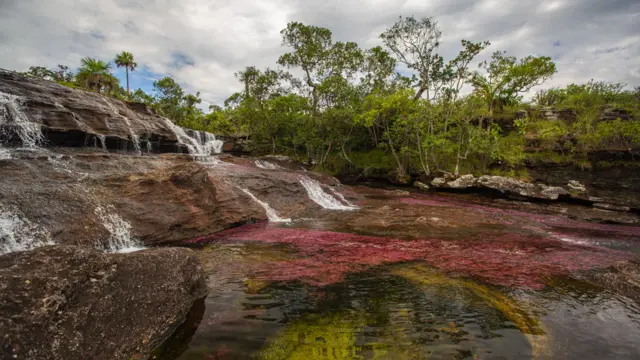 Caño Cristales