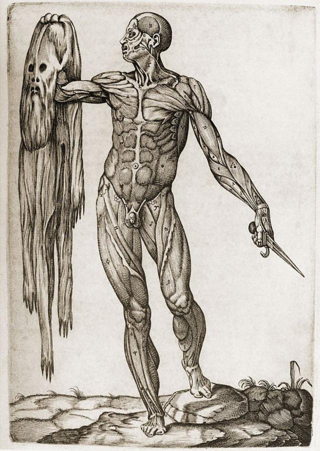 Ilustración de "Anatomía del cuerpo humano"