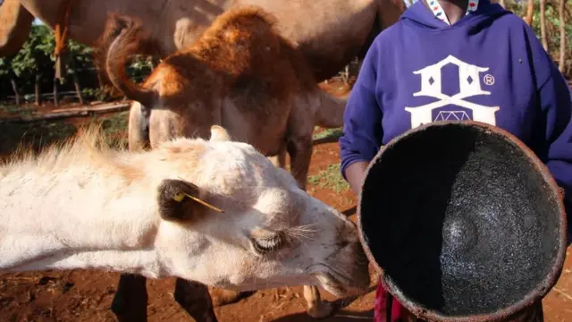 Geela ayaa hanti u ah bulshooyin badan oo ay Soomaalida ku jiraan