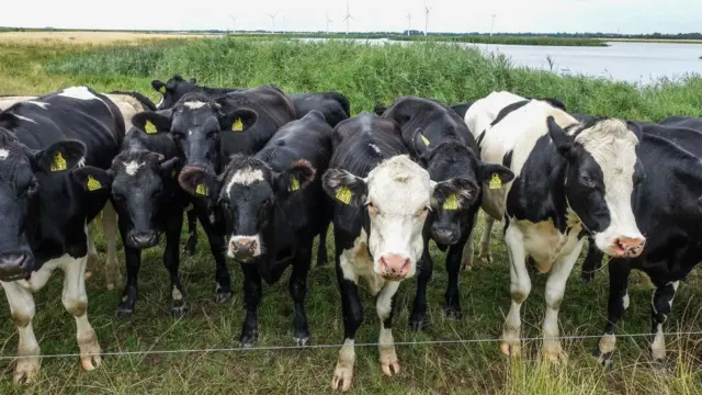 گاوها در چراگاه