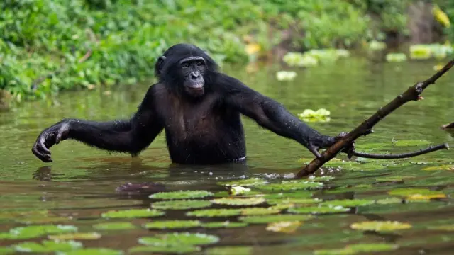 Бонобо намагається дістати їжу за допомогою палки