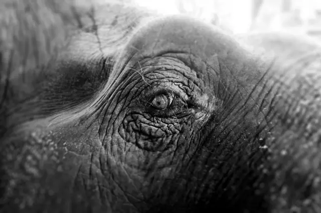 عين لفيل في الأسر