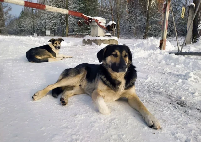 anjing Chernobyl