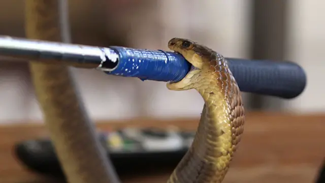 Cobra boomslang mordendo uma barra