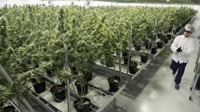 แคนาดาประกาศให้กัญชาเพื่อนันทนาการถูกกฎหมาย