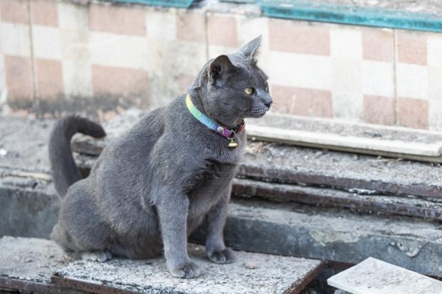 Thailand gray cat peeing on cement floor edge side walk.