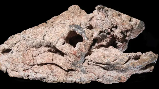 Crânio fossilizado do réptil Pagosvenator candelariensis, que viveu há 237 milhõesslots 5 tamboresanos