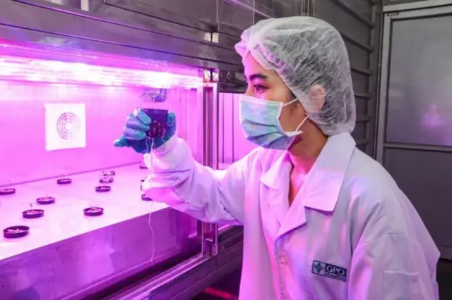 สกัดกัญชา