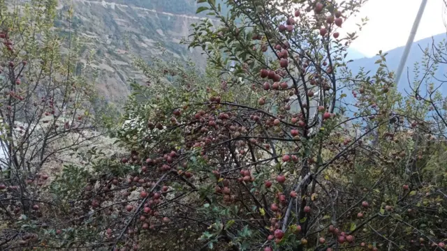 स्याउ