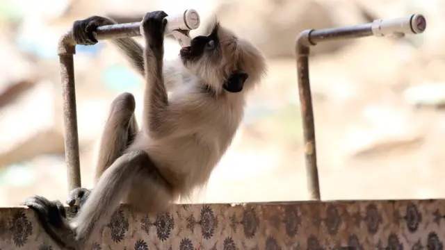 राजस्थान के अजमेर में प्यास बुझाने की कोशिश करता बंदर.