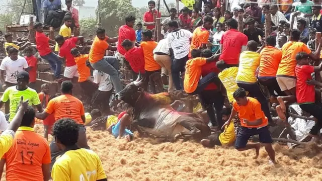 ஜல்லிக்கட்டு