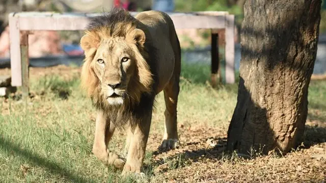 ગીરનો સાવજ