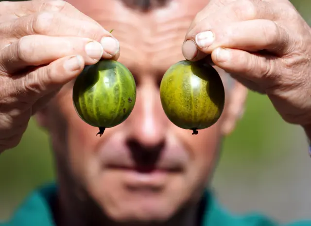 Graeme Watson poses with his record-breaking gooseberry
