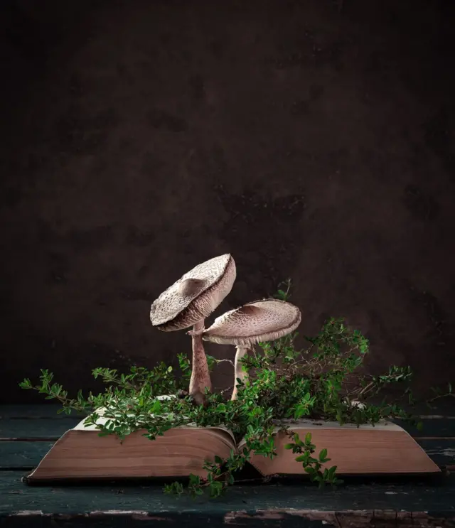 грибы растут