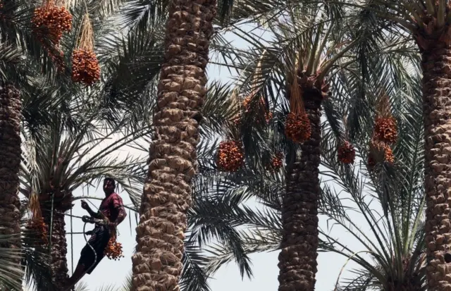 A farm worker climbs a palm tree to pick dates at Miit Rahina, south Giza governorate.