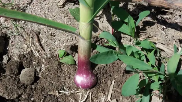 Органикалык сарымсакта витаминдер көп болот