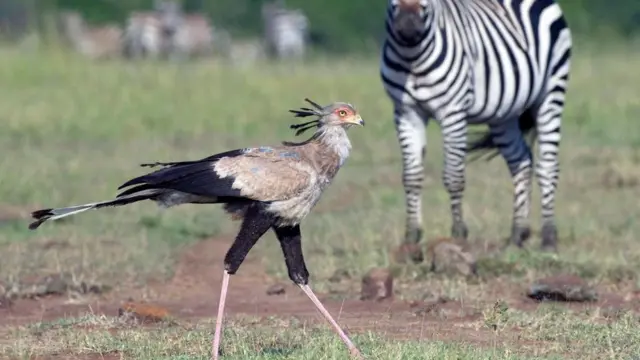 Птах-секретар