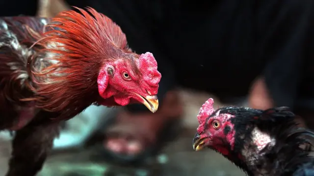 పందెం కోళ్లు