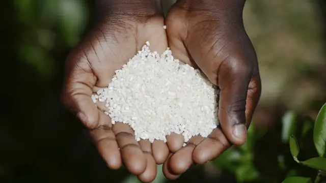 Du riz dans des mains