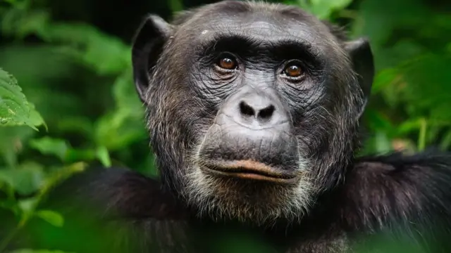 வனவிலங்கு