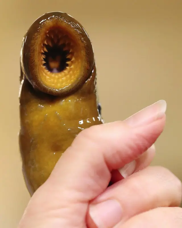 морська мінога