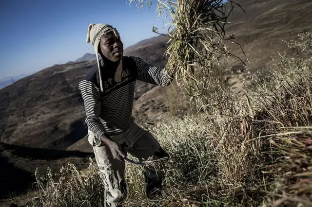 የቀይ መስቀል ድርጅት የሌሶቶን ድርቅ የዘመናችን በጣም መጥፎ ድርቅ በማለት ሰይመውታል