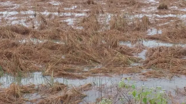 పెథాయ్ తుపాను ధాటికి ఆంధ్రప్రదేశ్‌లో పంట చేతికొచ్చే దశలో నీట మునిగిన వరి చేలు
