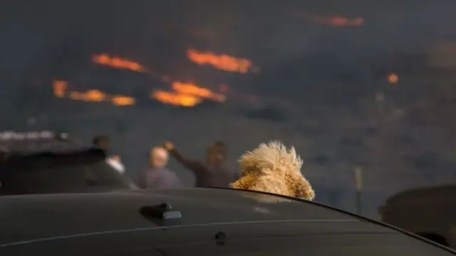 Sejumlah penduduk yang mengungsi sempat membawa binatang peliharaan mereka.