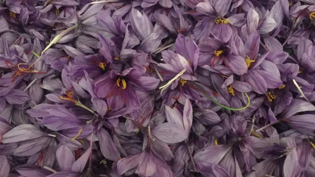 جشنواره گل زعفران