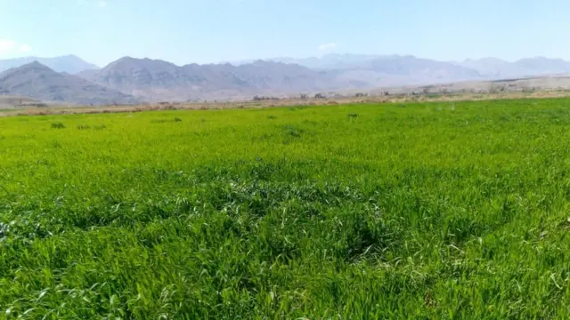 شرگ ڈیم کے پاس لہلہاتی فصلیں