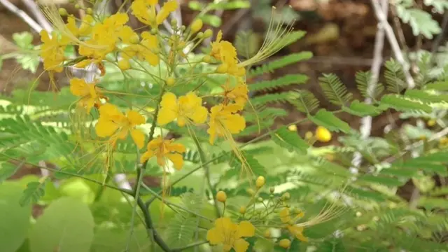 اربن فاریسٹ