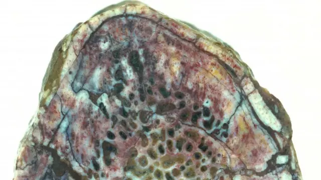 Ученые смогли исследовать химический состав реберной кости люфенгозавра, не вынимая ее содержимого и не повреждая его