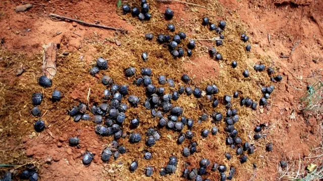 Лесбиянки аяқтарына ілінген