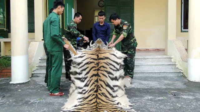 شیر کی کھال