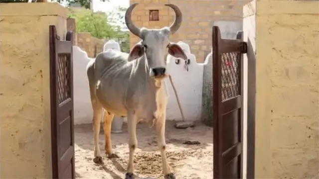 લમ્પી વાઇરસ ગુજરાત