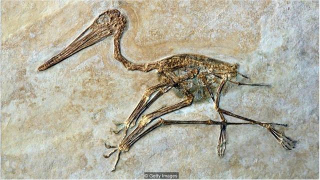 翼龙进化出的翅膀和喙与我们在现代鸟类身上看到的截然不同