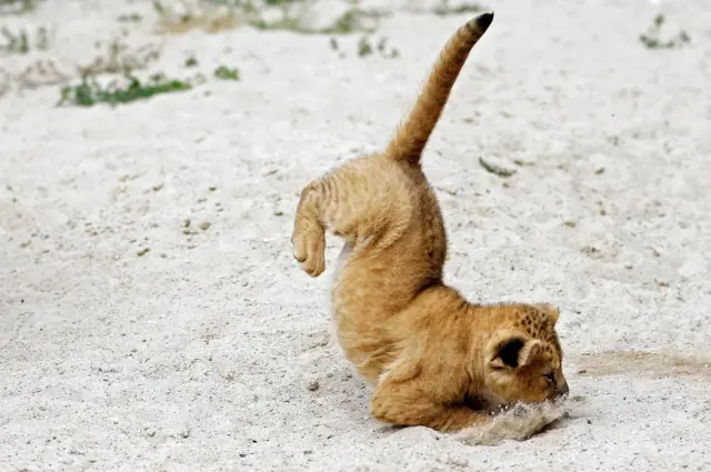 Barbary lion cub jumps inside its enclosure